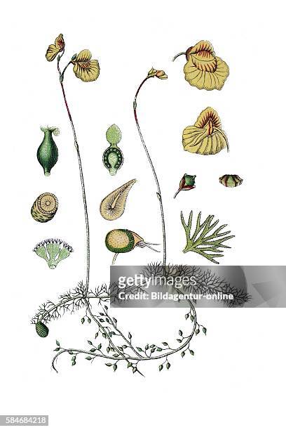 Utricularia intermedia, the flatleaf bladderwort.