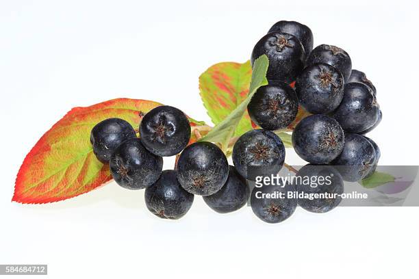 Ripe berry of Aronia melanocarpa, black chokeberry, medicinal plant and food.
