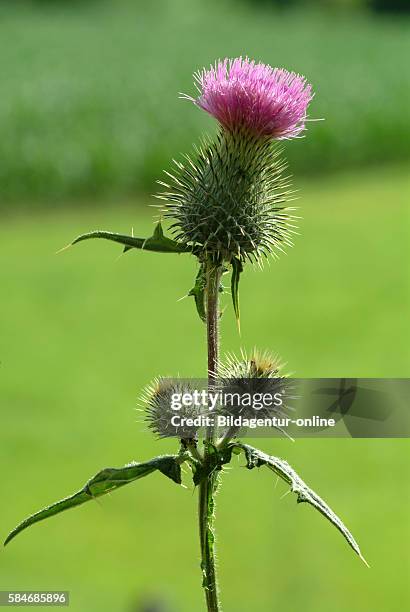 Onopordum acanthium, Cotton thistle, Scotch thistle. It has been used to treat cancers and ulcers and to diminish discharges of mucous membranes.