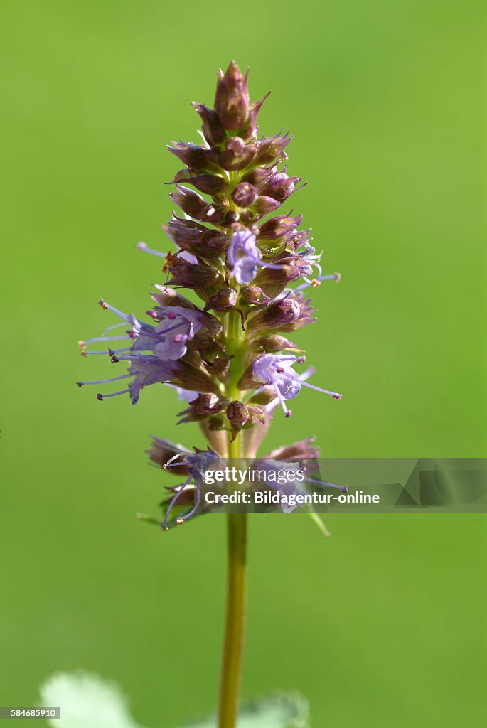 Agastache rugosa