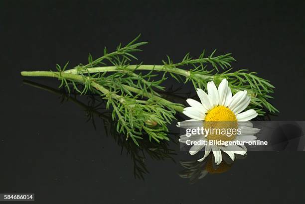 Anacyclus pyrethrum, pellitory, Spanish chamomile or Mount Atlas daisy. Medicinally, pellitory root has a pungent efficacy in relieving toothache and...