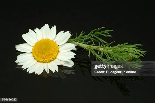 Anacyclus pyrethrum, pellitory, Spanish chamomile or Mount Atlas daisy. Medicinally, pellitory root has a pungent efficacy in relieving toothache and...