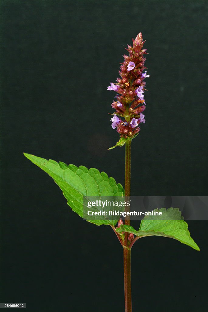 Agastache rugosa