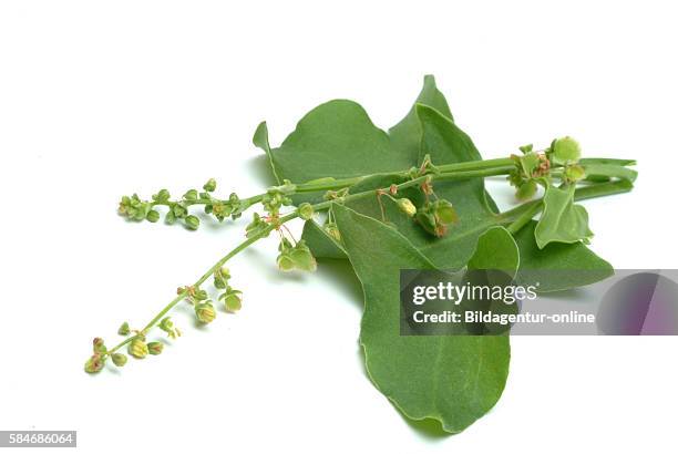 Rumex scutatus, is a plant in the buckwheat family, used as a culinary herb and medicinal plant. Its common names include French sorrel, buckler...