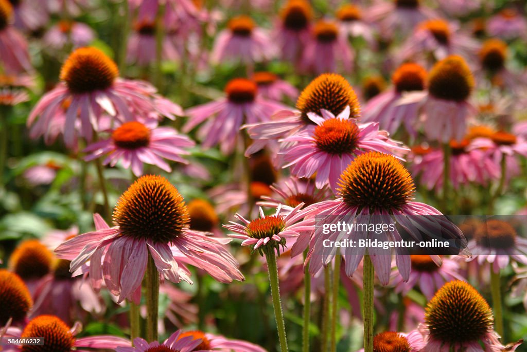 Echinacea purpurea