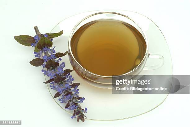 Bugleweed Tea Bugleweed Photos and Premium High Res Pictures - Getty Images