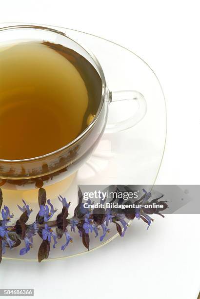Bugleweed Tea Bugleweed Photos and Premium High Res Pictures - Getty Images