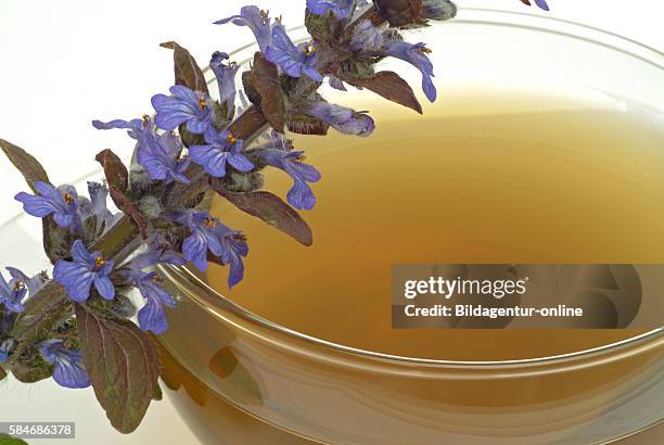 Bugleweed Tea Bugleweed Photos and Premium High Res Pictures - Getty Images