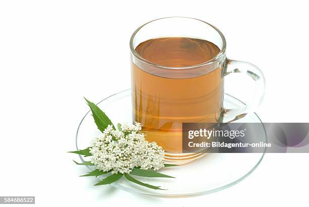 Medicinal tea made of Valeriana officinalis, Valerian, Valeriana.