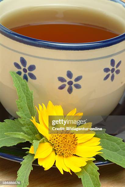 Medicinal tea made of Anil, Anil de Muerte, Verbesina fasciculata.