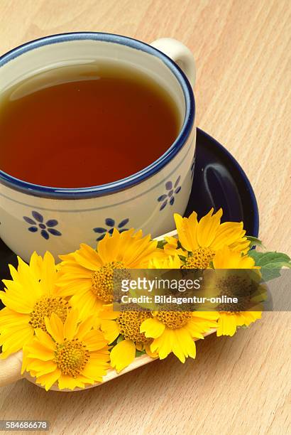 Medicinal tea made of Anil, Anil de Muerte, Verbesina fasciculata.