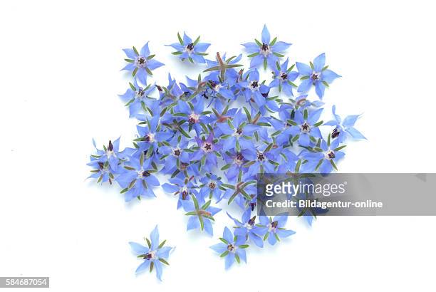 Borage, Borago officinalis, also known as a starflower. Medicinal plant and spice herb..