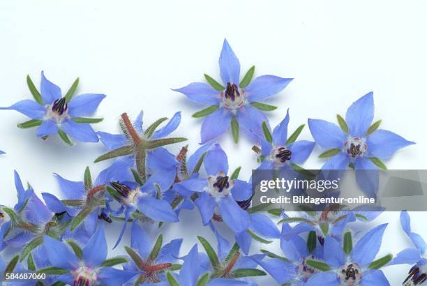 Borage, Borago officinalis, also known as a starflower. Medicinal plant and spice herb..