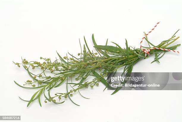 Tarragon, Artemisia dracunculus, Dragoncello, spice, culinary herb, medicinal plant.