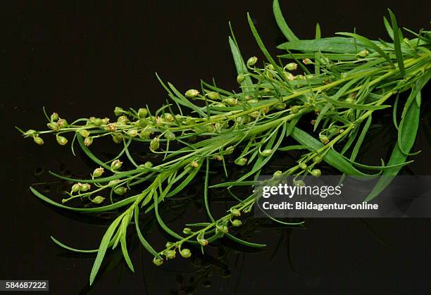 Tarragon, Artemisia dracunculus, Dragoncello, spice, culinary herb, medicinal plant.