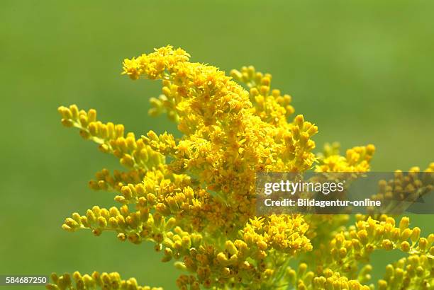 Goldenrod, canadian Goldenrod, Solidago canadensis, Solidago, medicinal plant.