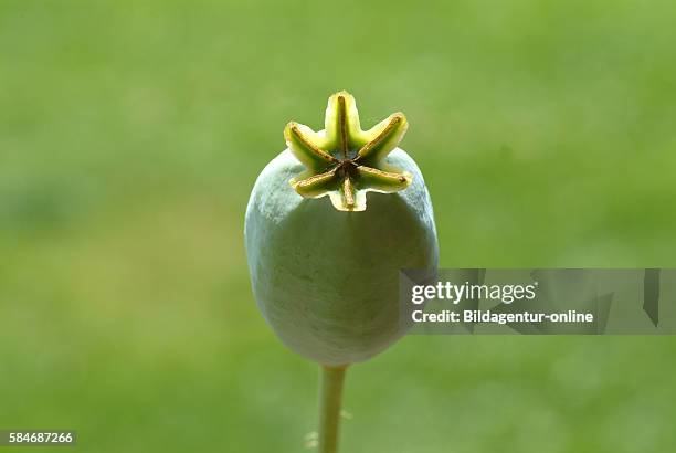 Seed of Poppy, opium poppy, Papaver somniferum. Medicinal plant.