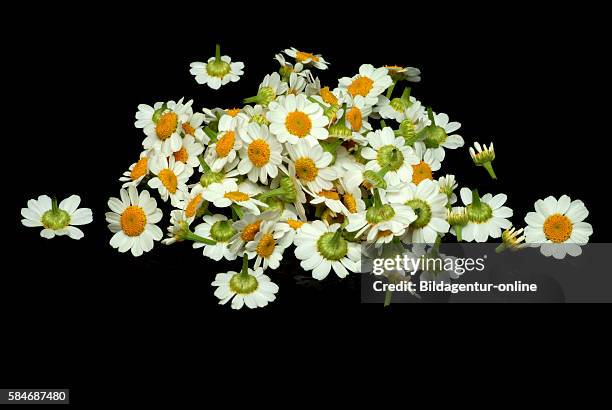 Tanacetum parthenium, the feverfew, is a traditional medicinal herb which is commonly used to prevent migraine headaches..