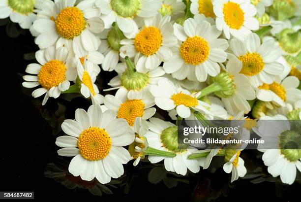 Tanacetum parthenium, the feverfew, is a traditional medicinal herb which is commonly used to prevent migraine headaches..