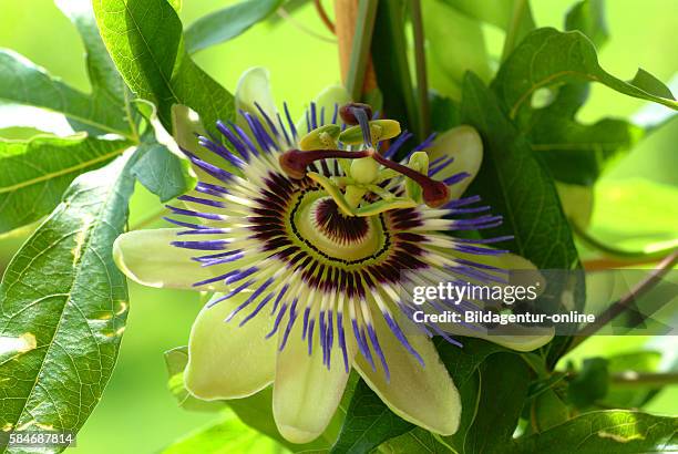 Incarnata Photos And Premium High Res Pictures Getty Images