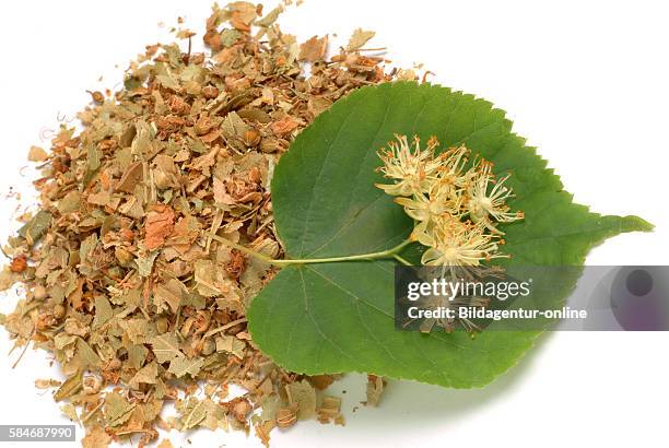 Large-leaved Lime, Tilia platyphyllos. The flowers, leaves, wood, and charcoal are used for medicinal purposes..