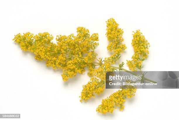 Galium verum, lady's bedstraw or yellow bedstraw. In the past, the dried plants were used to stuff mattresses, as the coumarin scent of the plants...