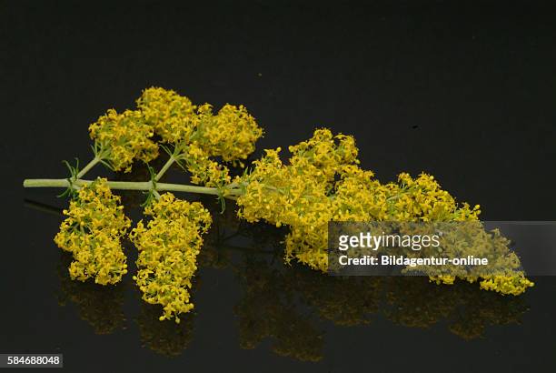 Galium verum, lady's bedstraw or yellow bedstraw. In the past, the dried plants were used to stuff mattresses, as the coumarin scent of the plants...