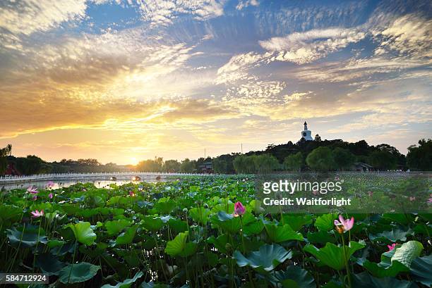 beihai park scenery in summer at sunset in beijing,china. - beihai park stockfoto's en -beelden