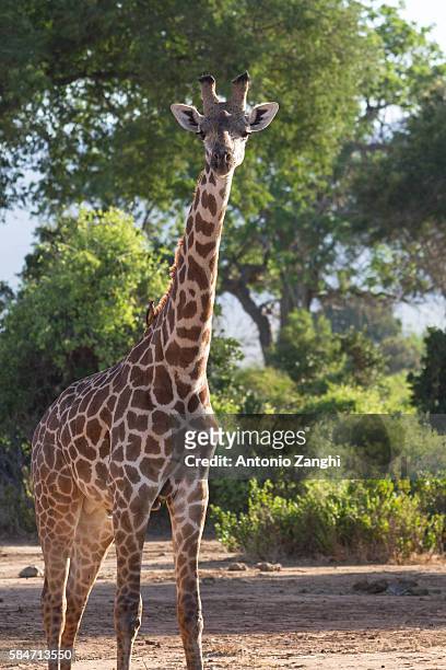 giraffa in kenya tasvo national park - サウスアフリカキリン ストックフォトと画像