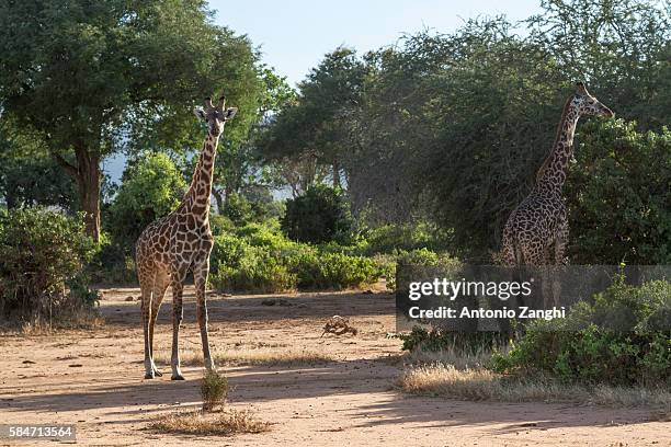 giraffa in kenya tasvo national park - サウスアフリカキリン ストックフォトと画像