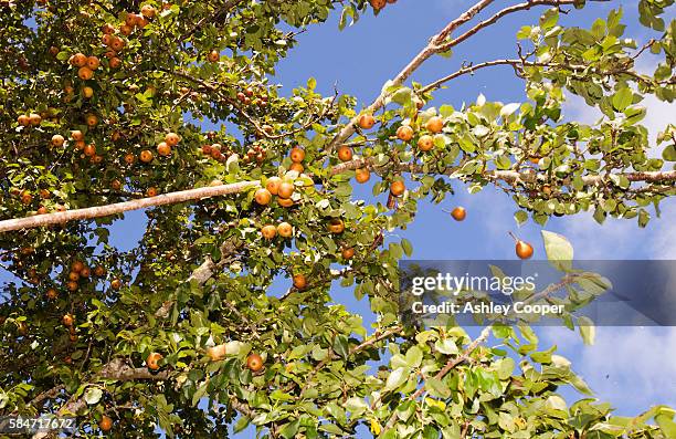 a man shaking a pear tree to make the fruit fall in an orchard at acorn bank, cumbria, uk. - perenboom stockfoto's en -beelden