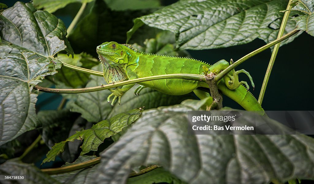 Green Iguana, Costa Rica