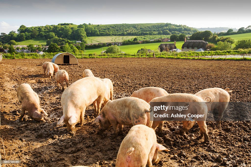 Organic Middle white pigs at Washingpool farm in Bridport, Dorset. The Farm rears livestock and grows food and vegetables for sale in their farmshop, cutting down on food miles.