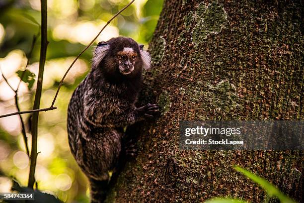 little monkey in tijuca rainforest - tijuca stock-fotos und bilder
