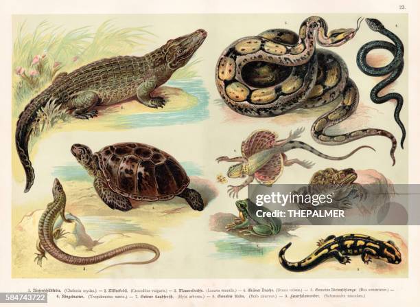 reptilien lithographie 1888 - kröte stock-grafiken, -clipart, -cartoons und -symbole