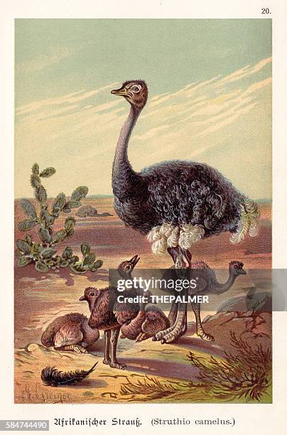 ilustrações, clipart, desenhos animados e ícones de avestruz com seus bebês ilustração 1888 - avestruz