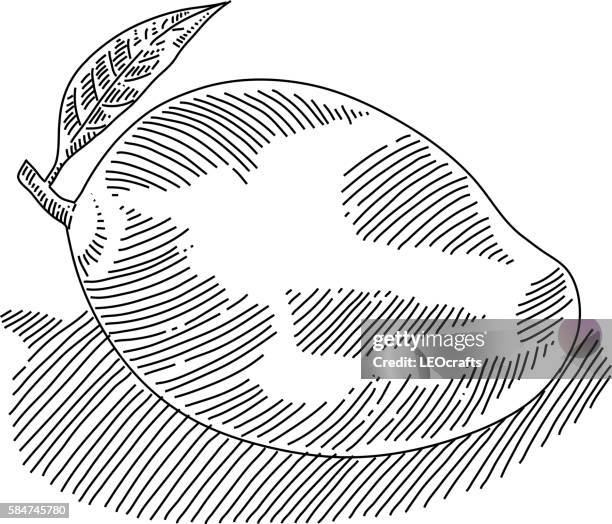 mango drawing - mango white background stock illustrations