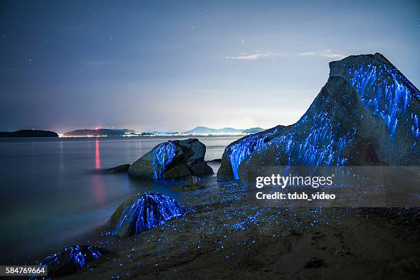 large stones appear to weep on the beach - bioluminescence stock pictures, royalty-free photos & images