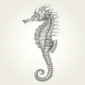Hand drawn seahorse