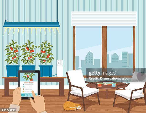 iot hydroponic indoor growing systems concept - tomato plant stock illustrations