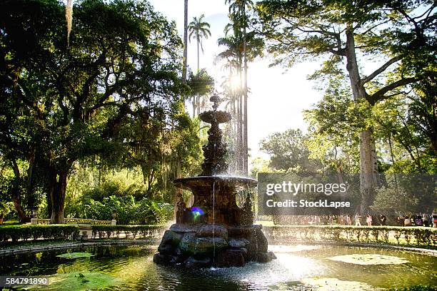 botanical garden rio de janeiro - botanical garden 個照片及圖片檔