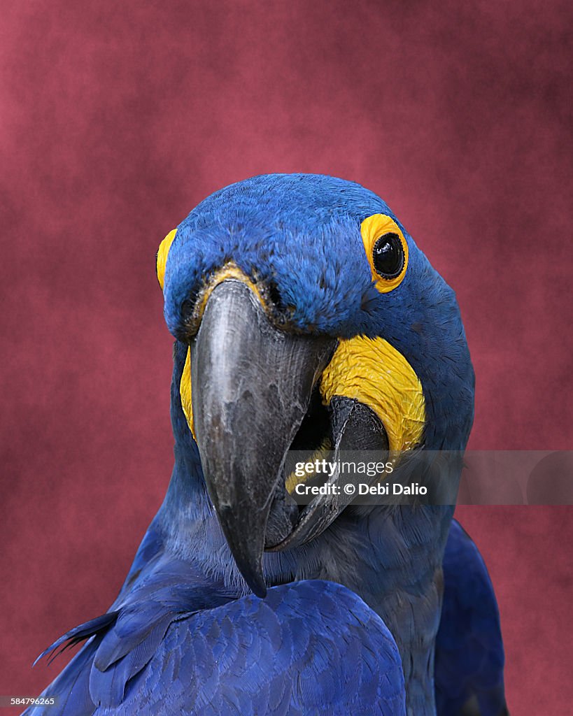 Close-up Front View of Blue Hyacinth Macaw