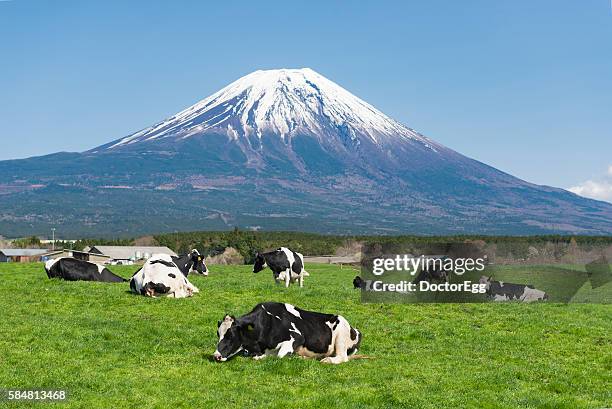 cow farm and fuji - prefettura di shizuoka foto e immagini stock