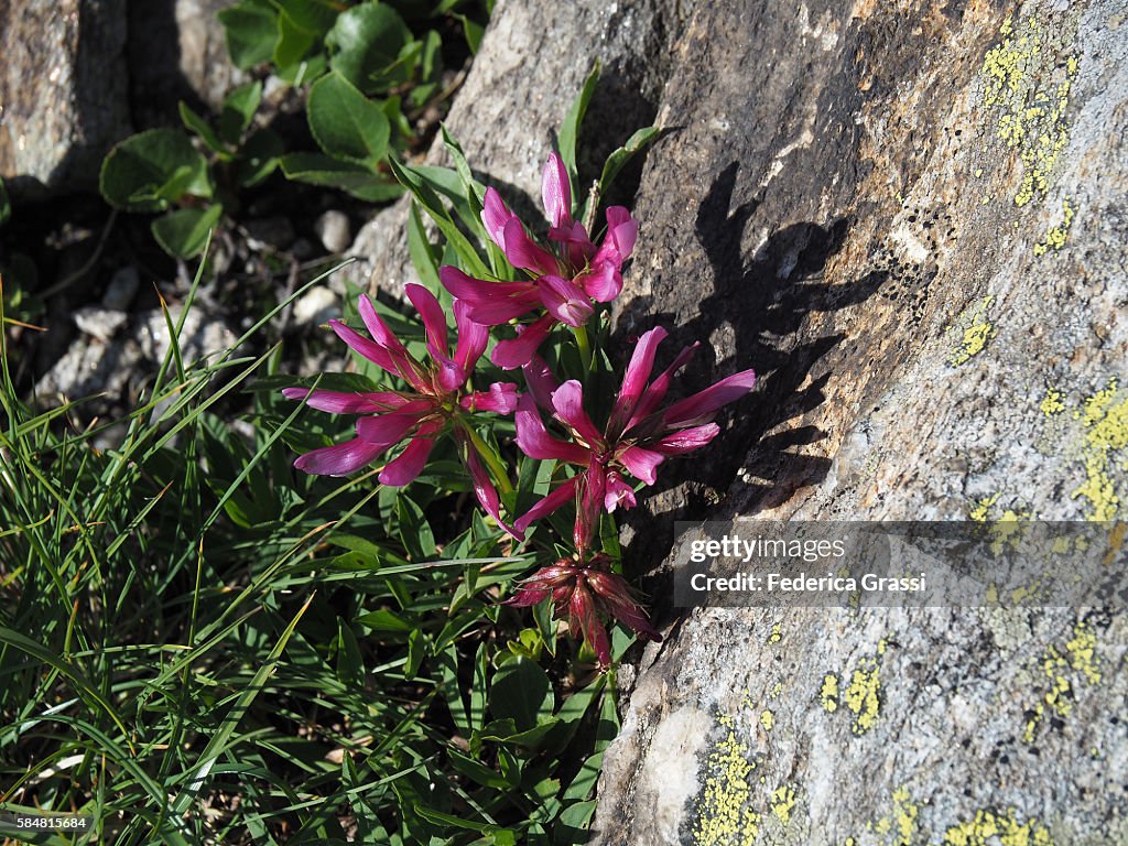 Wild Flowers Of Trifolium Alpinum (Red Clover)