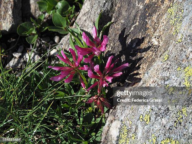 wild flowers of trifolium alpinum (red clover) - trifolium alpinum stock pictures, royalty-free photos & images