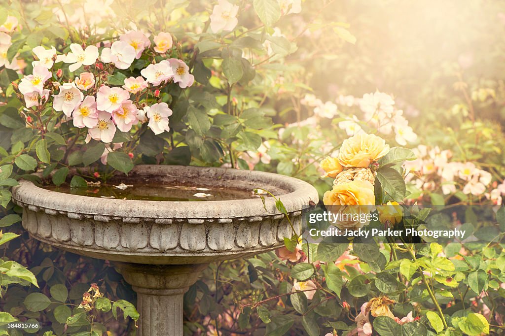 Garden font with roses