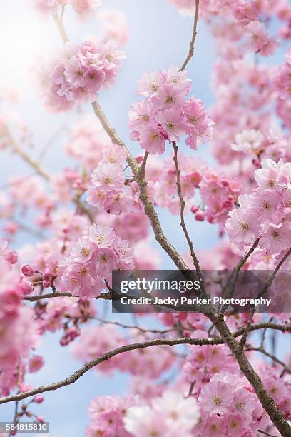 spring cherry blossom - oriental cherry tree stock pictures, royalty-free photos & images