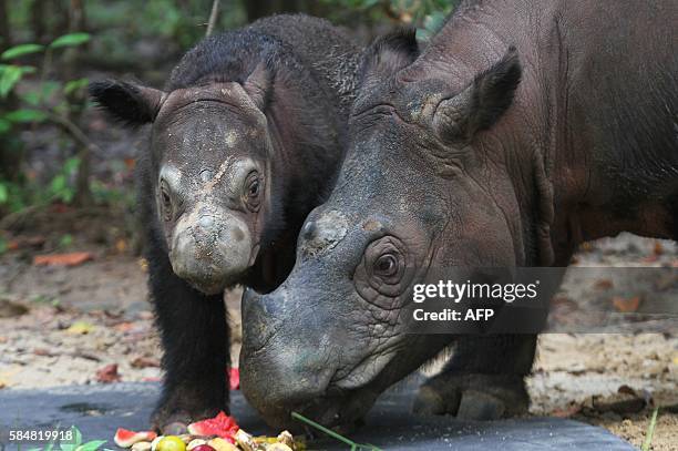 This picture taken on July 27, 2016 shows Delilah , a two-month old rhino calf, with its mother Ratu at the Way Kambas National Park in Lampung. The...