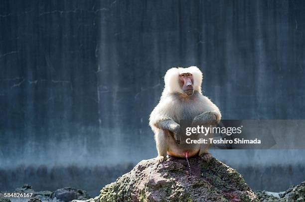 a hamadryas sitting and peeing on the rock - condiloma fotografías e imágenes de stock