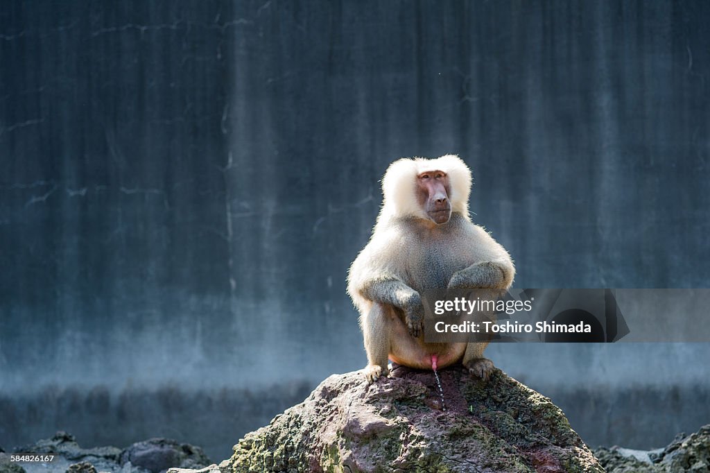 A hamadryas sitting and peeing on the rock